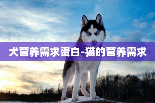 犬營養需求蛋白-貓的營養需求