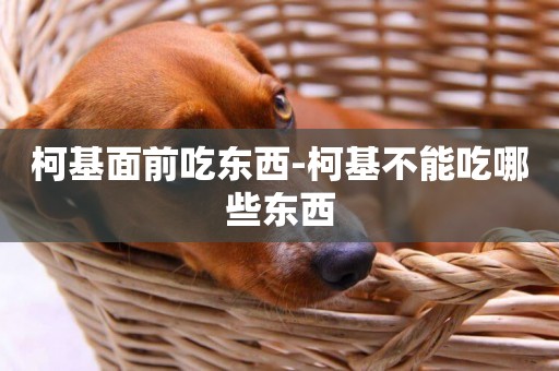 柯基面前吃東西-柯基不能吃哪些東西