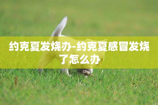 約克夏發燒辦-約克夏感冒發燒了怎么辦