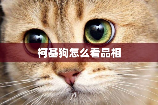 柯基狗怎么看品相