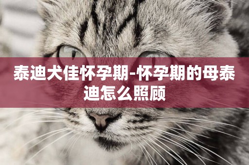 泰迪犬佳懷孕期-懷孕期的母泰迪怎么照顧