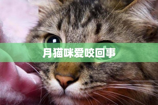 月貓咪愛咬回事