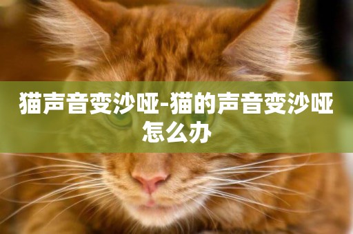 貓聲音變沙啞-貓的聲音變沙啞怎么辦