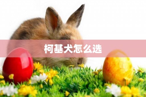 柯基犬怎么選