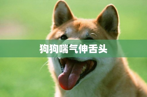 狗狗喘氣伸舌頭