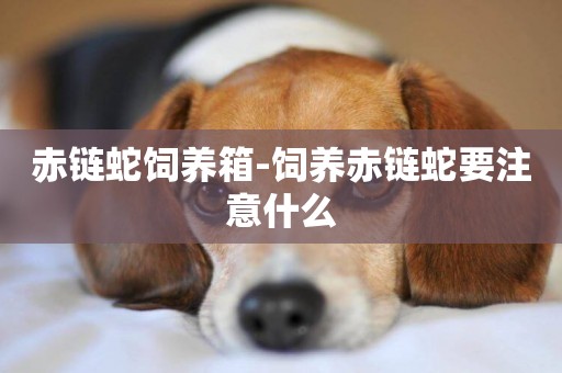 赤鏈蛇飼養箱-飼養赤鏈蛇要注意什么
