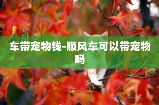 車帶寵物錢-順風車可以帶寵物嗎
