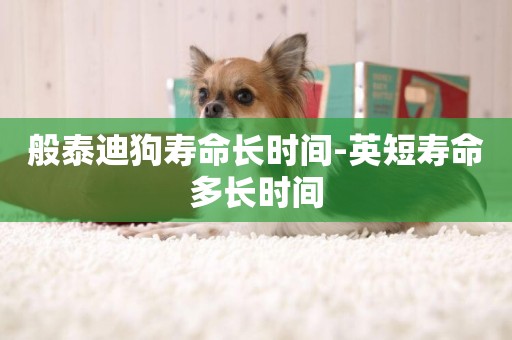 般泰迪狗壽命長時間-英短壽命多長時間