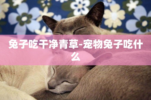 兔子吃干凈青草-寵物兔子吃什么
