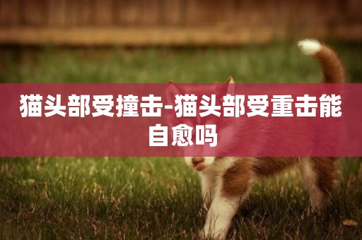 貓頭部受撞擊-貓頭部受重擊能自愈嗎