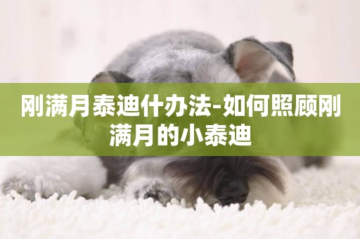 剛滿月泰迪什辦法-如何照顧剛滿月的小泰迪