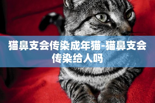 貓鼻支會傳染成年貓-貓鼻支會傳染給人嗎
