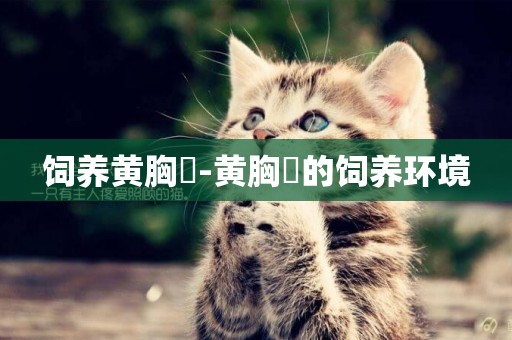 飼養黃胸鹀-黃胸鹀的飼養環境