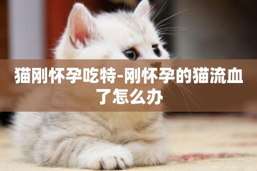 貓剛懷孕吃特-剛懷孕的貓流血了怎么辦