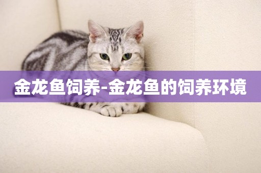 金龍魚飼養-金龍魚的飼養環境
