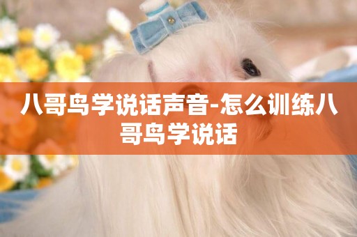 八哥鳥學說話聲音-怎么訓練八哥鳥學說話