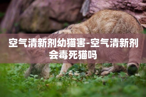 空氣清新劑幼貓害-空氣清新劑會毒死貓嗎