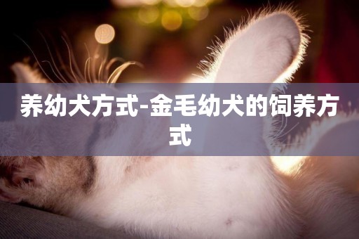 養幼犬方式-金毛幼犬的飼養方式