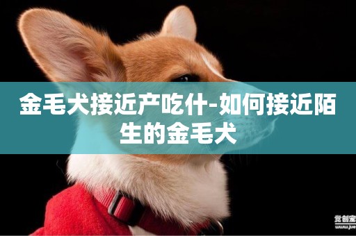 金毛犬接近產吃什-如何接近陌生的金毛犬