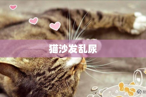 貓沙發亂尿
