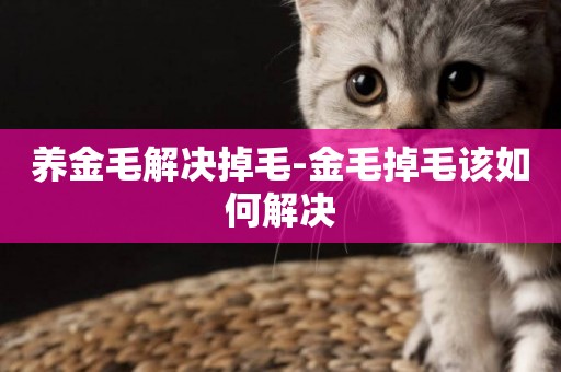 養金毛解決掉毛-金毛掉毛該如何解決