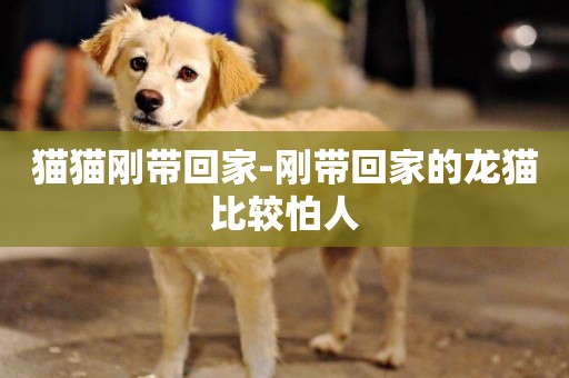 貓貓剛帶回家-剛帶回家的龍貓比較怕人