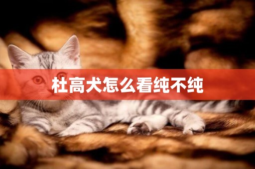 杜高犬怎么看純不純
