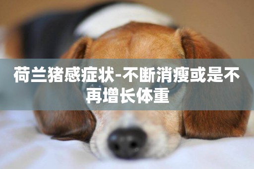 荷蘭豬感癥狀-不斷消瘦或是不再增長體重