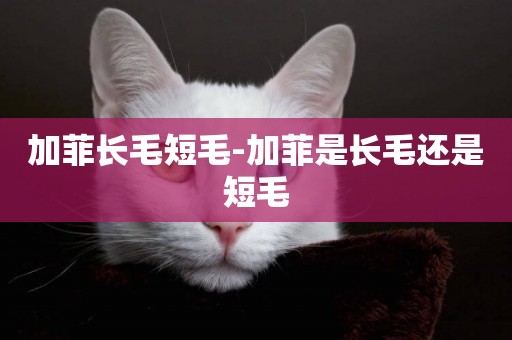 加菲長毛短毛-加菲是長毛還是短毛