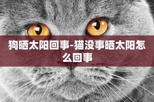 狗曬太陽回事-貓沒事曬太陽怎么回事