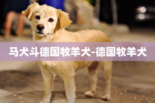 馬犬斗德國牧羊犬-德國牧羊犬