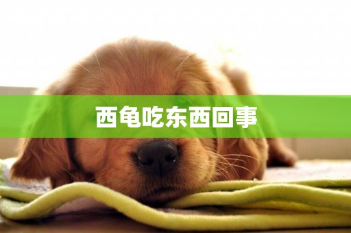 西龜吃東西回事