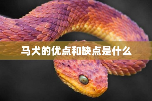 馬犬的優點和缺點是什么