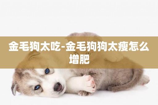 金毛狗太吃-金毛狗狗太瘦怎么增肥