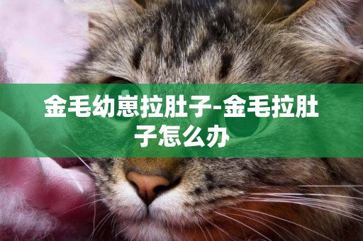 金毛幼崽拉肚子-金毛拉肚子怎么辦