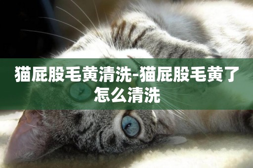 貓屁股毛黃清洗-貓屁股毛黃了怎么清洗