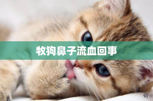 牧狗鼻子流血回事