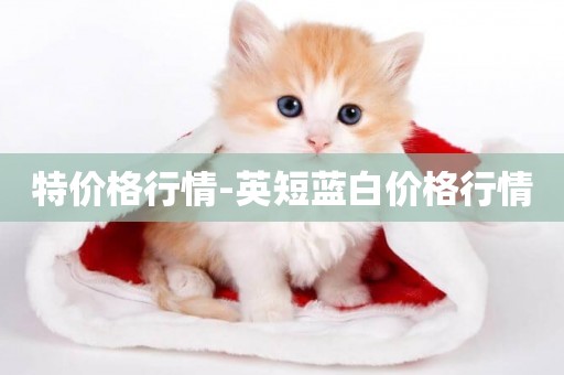 特價格行情-英短藍白價格行情