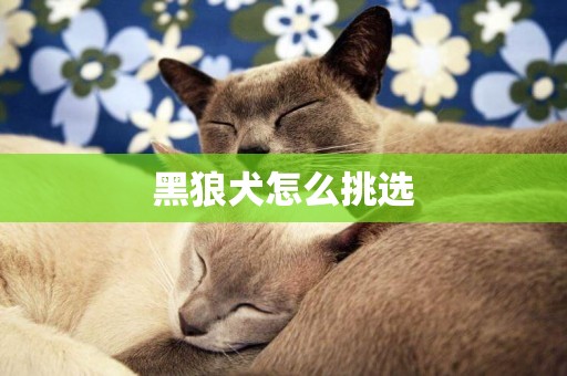 黑狼犬怎么挑選