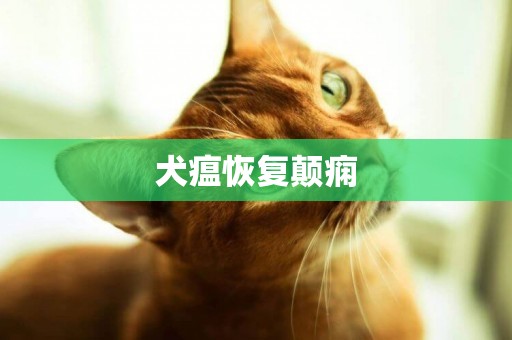 犬瘟恢復顛癇