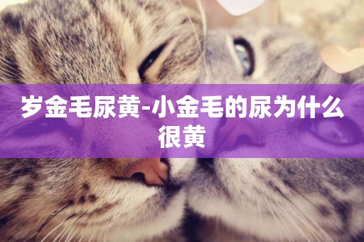 歲金毛尿黃-小金毛的尿為什么很黃