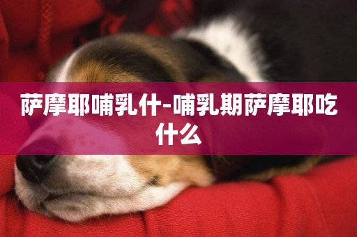 薩摩耶哺乳什-哺乳期薩摩耶吃什么