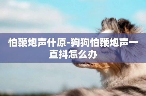 怕鞭炮聲什原-狗狗怕鞭炮聲一直抖怎么辦