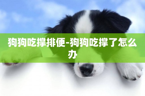 狗狗吃撐排便-狗狗吃撐了怎么辦