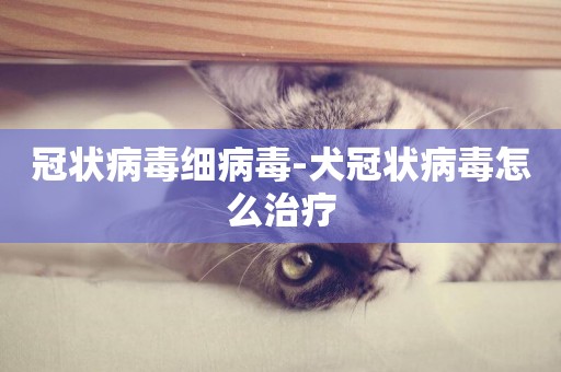 冠狀病毒細病毒-犬冠狀病毒怎么治療