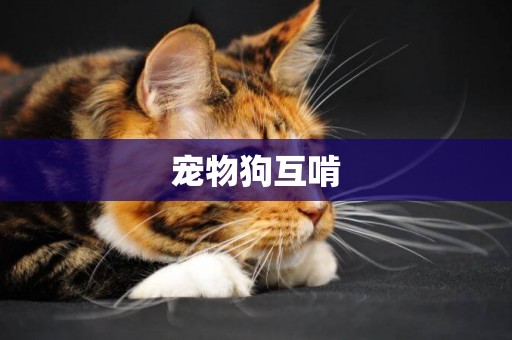 寵物狗互啃
