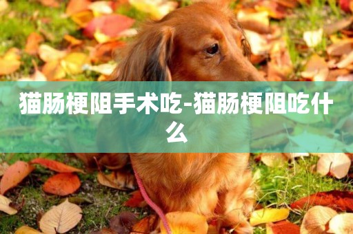 貓腸梗阻手術吃-貓腸梗阻吃什么