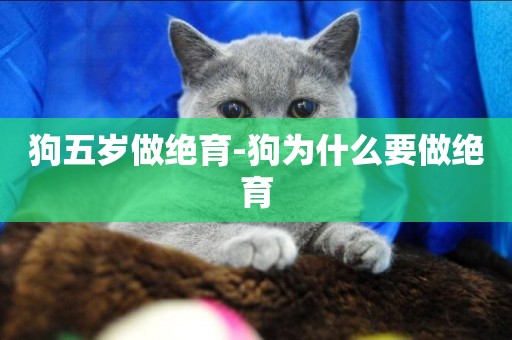 狗五歲做絕育-狗為什么要做絕育