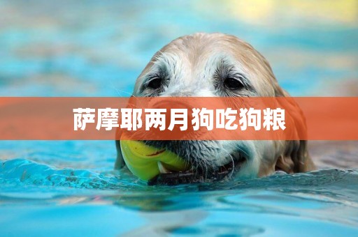薩摩耶兩月狗吃狗糧