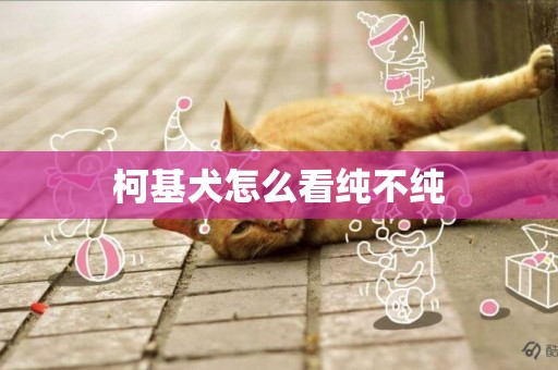 柯基犬怎么看純不純